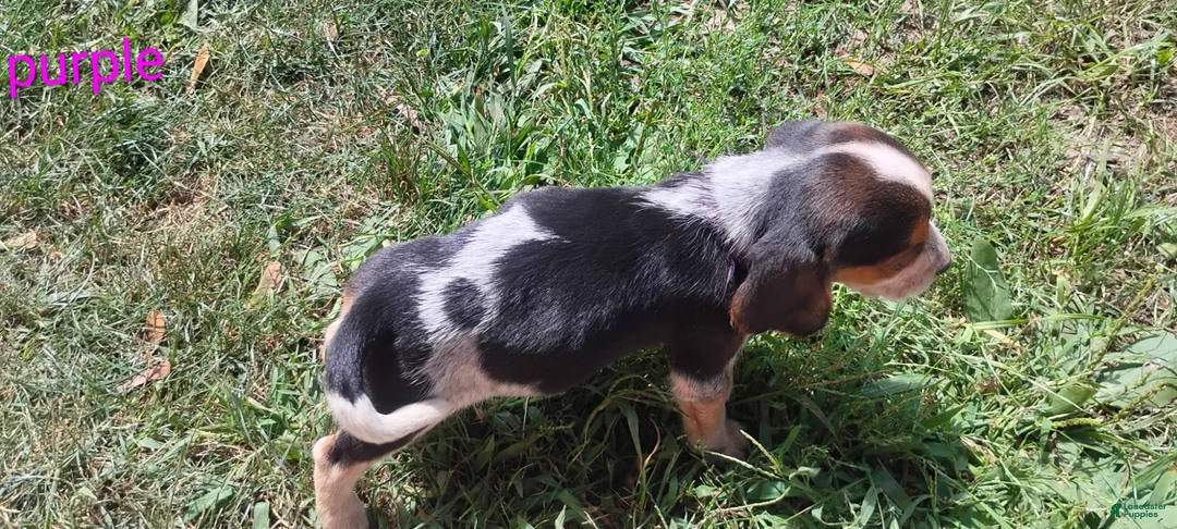 Beagle dogs for sale: Female purple collar summer 2026 - Ad 14