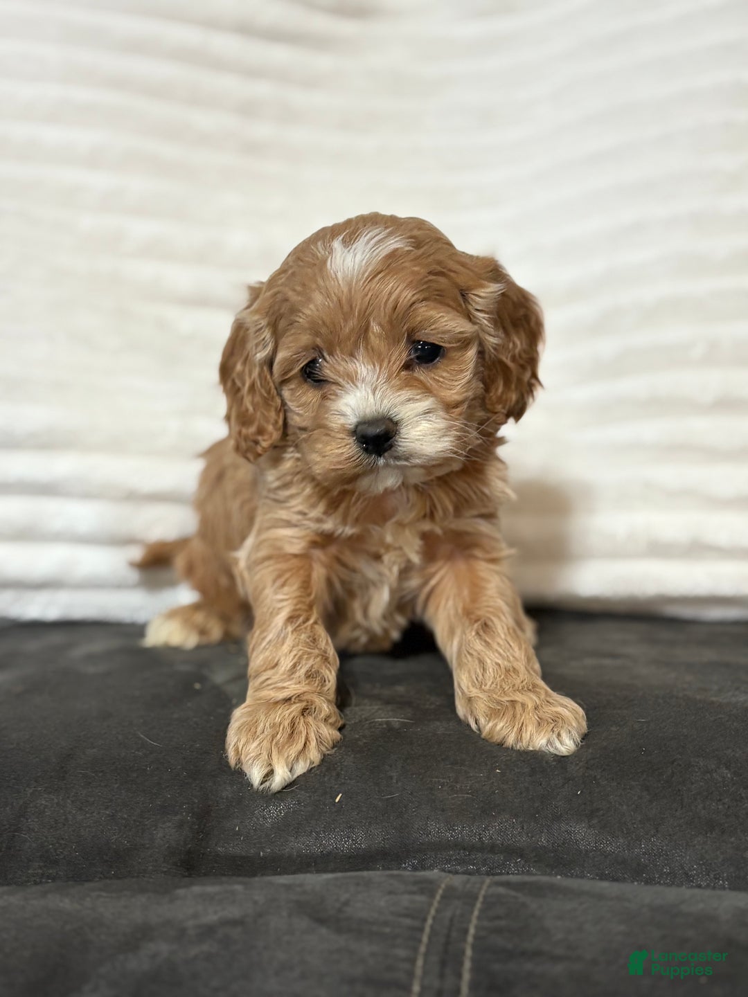 Cockapoo dogs for sale: Philly  - Ad 4