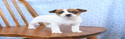 Jack Russell Terrier dogs for sale: Cinnamon - Ad 1