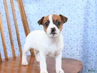 Jack Russell Terrier dogs Cinnamon - Ad 35