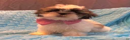 Shih Tzu dogs for sale: Cinnamon  - Ad 7