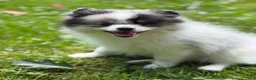 Pomeranian dogs for sale: Gizmo - Ad 3