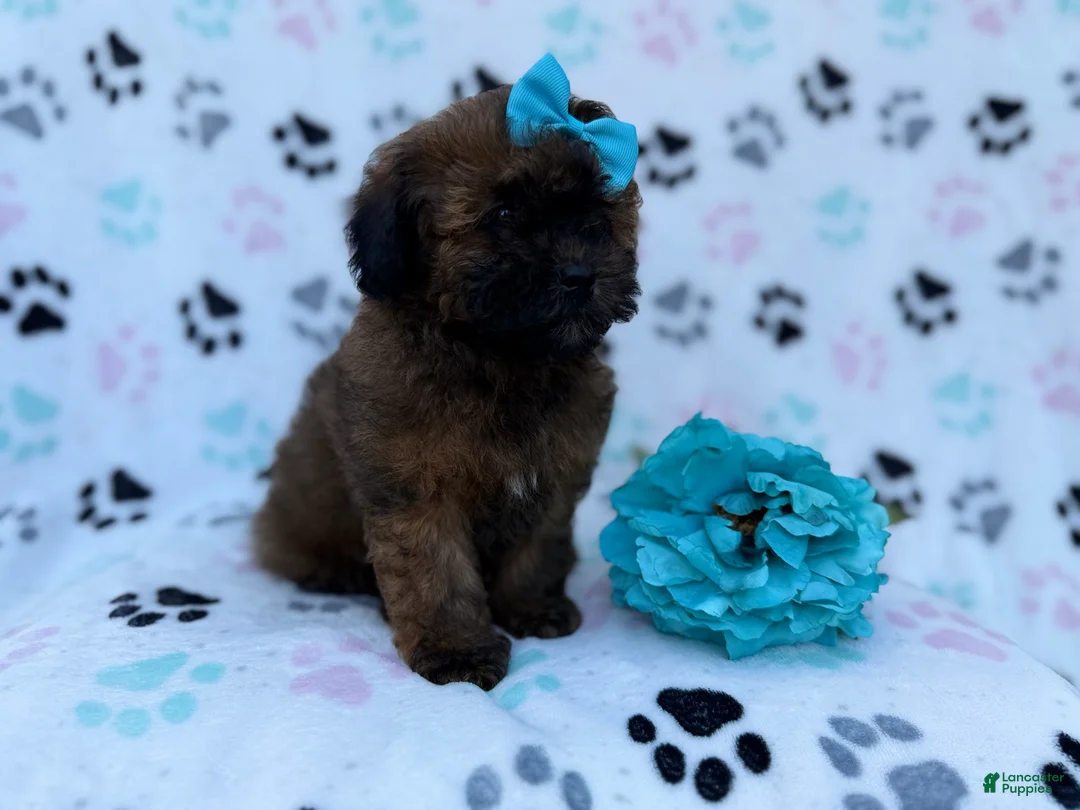 Shihpoo dogs for sale: Stormy - Ad 3