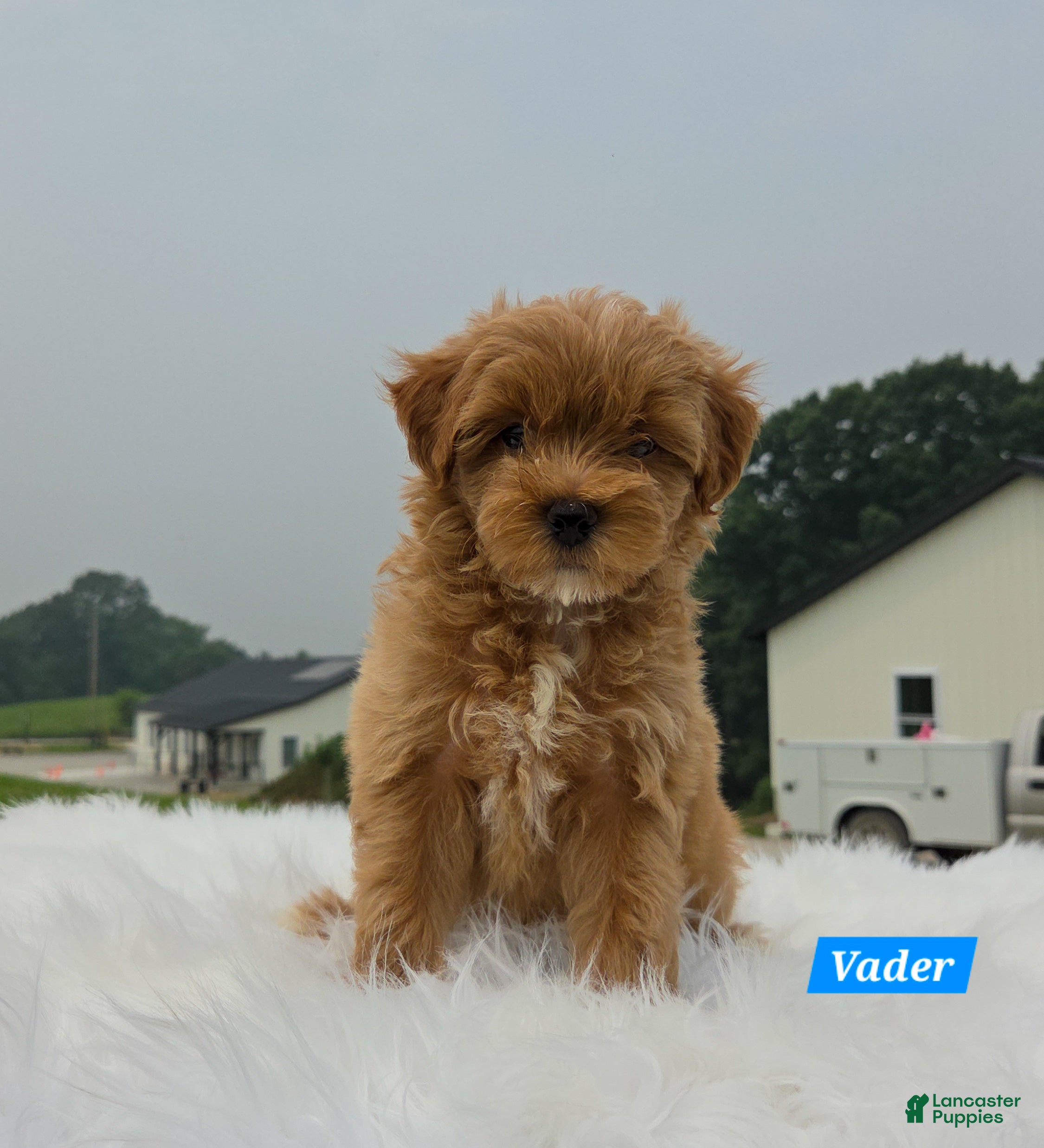 Maltipoo dogs Vader - Ad 1