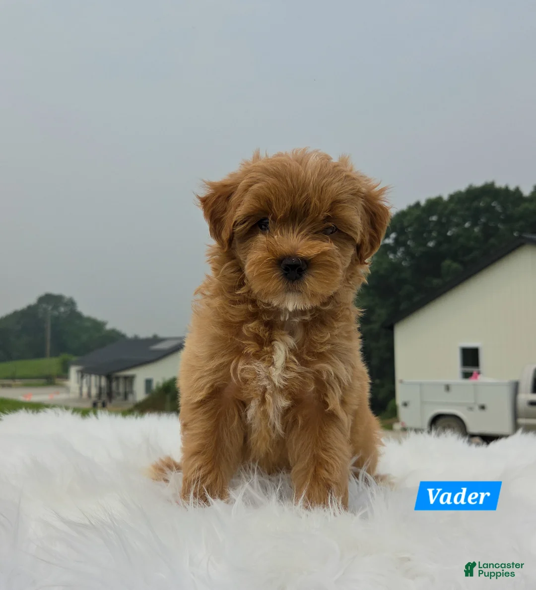 Maltipoo dogs for sale: Vader - Ad 1