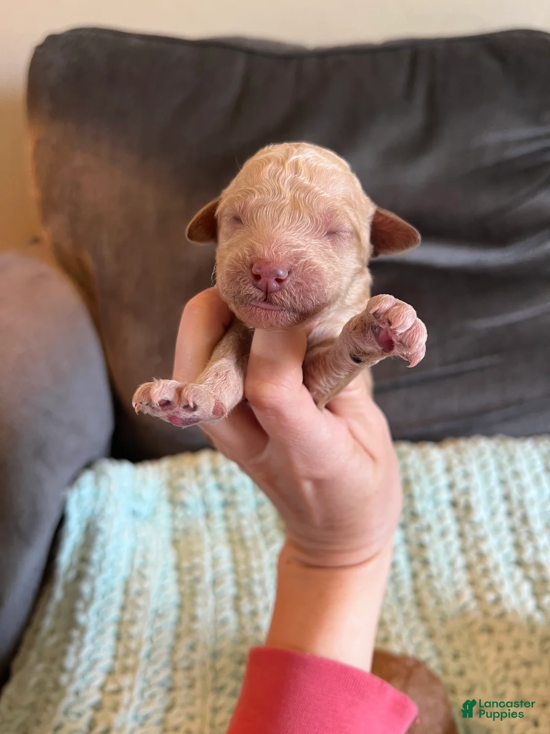 Goldendoodle dogs for sale: Goldendoodle Puppy 10 - Ad 1