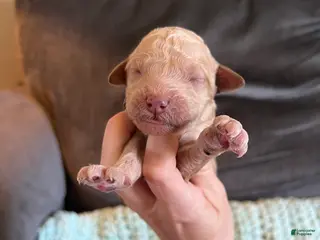 Goldendoodle dogs Goldendoodle Puppy 10 - Ad 16