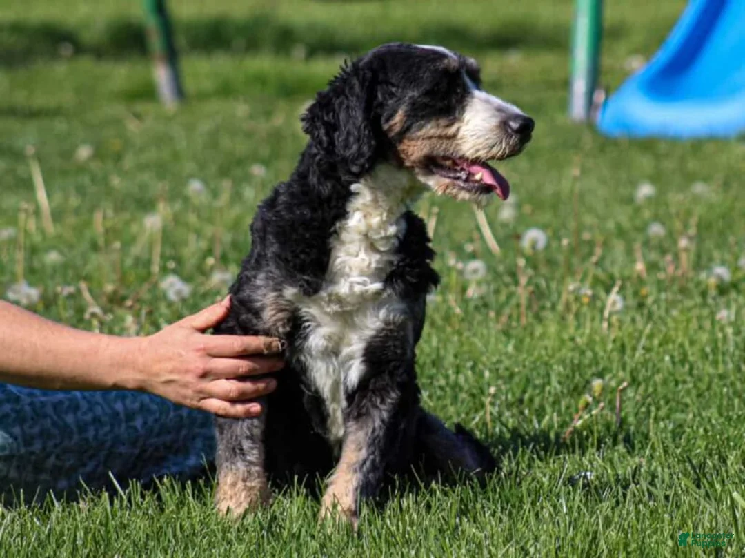Mini Bernedoodle dogs for sale: Molly - Ad 5