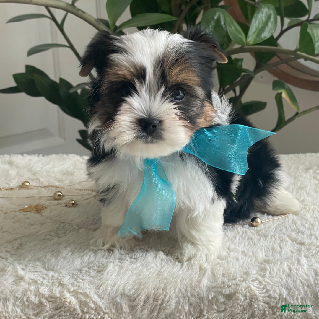 Biewer Terrier dogs for sale: Teddy - Ad 10