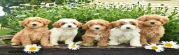 Miniature Poodle dogs for sale: Cheif  - Ad 3