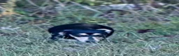 Miniature Dachshund dogs for sale: Miniature Dachshund 1 - Ad 5