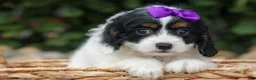 Cavapoo dogs for sale: Priscilla🌸 - Ad 3