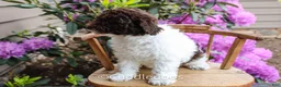 Mixed Breed dogs for sale: Neptune - Ad 3