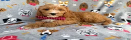 Cavapoo dogs for sale: Chance - Ad 6