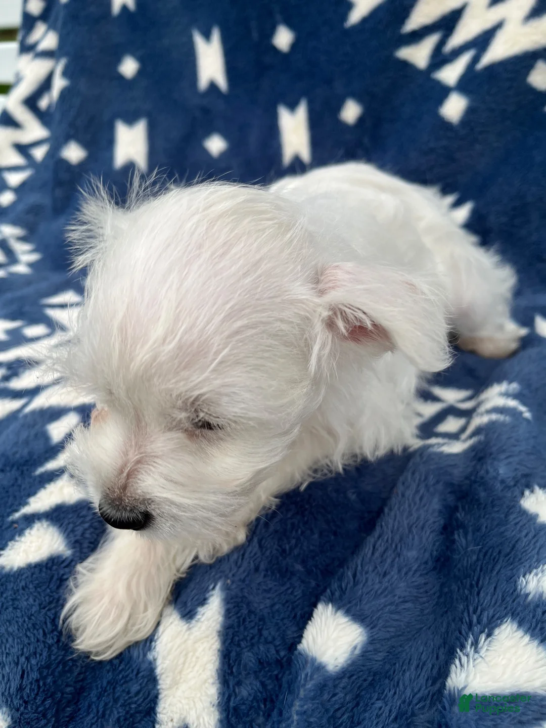 Miniature Schnauzer dogs for sale: AKC Lady  - Ad 2
