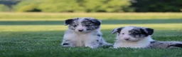 Border Collie dogs for sale: Walker - Ad 5
