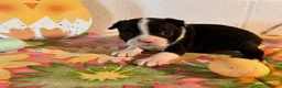 Boston Terrier dogs for sale: Brody - Ad 5