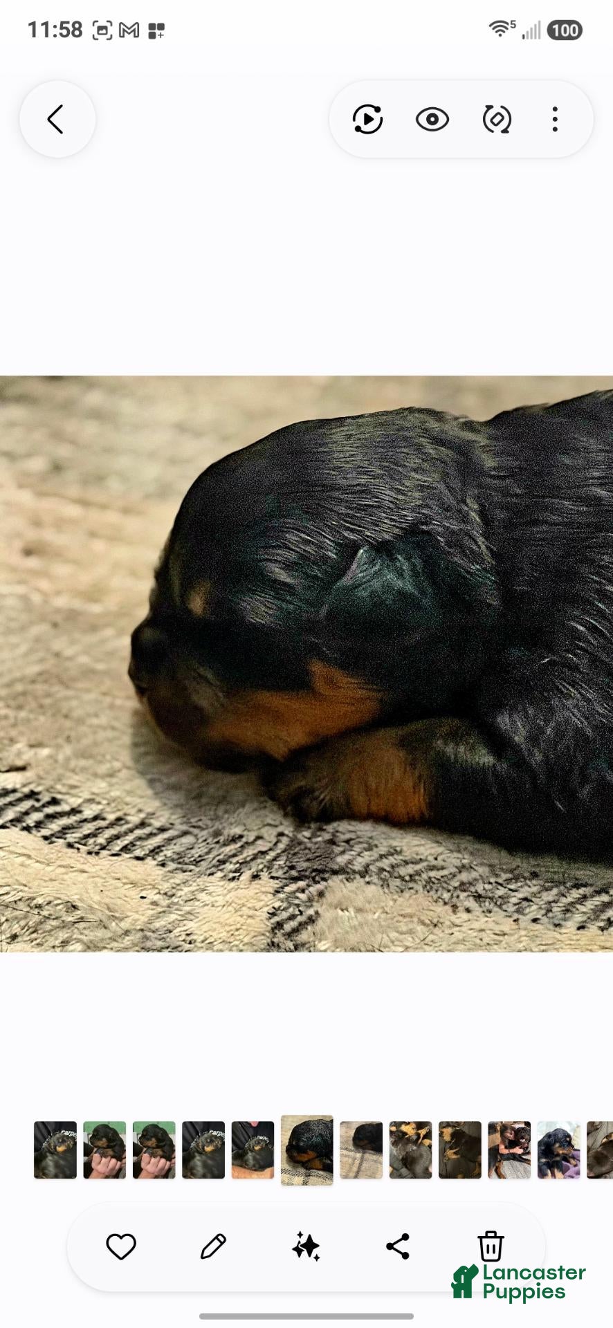 Rottweiler dogs Rottweiler 4 - Ad 17