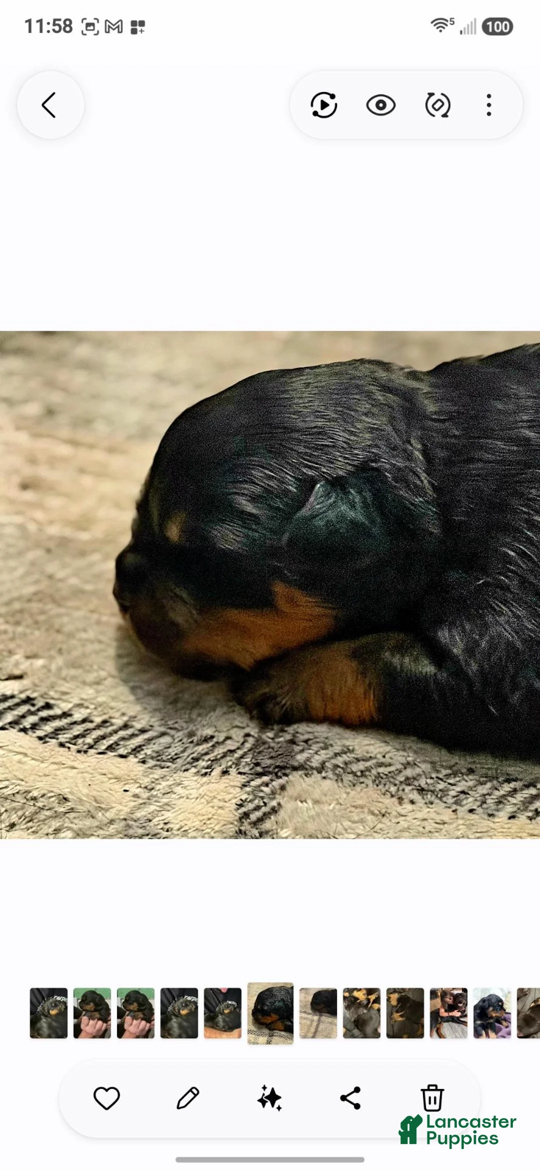 Rottweiler dogs for sale: Rottweiler 4 - Ad 1
