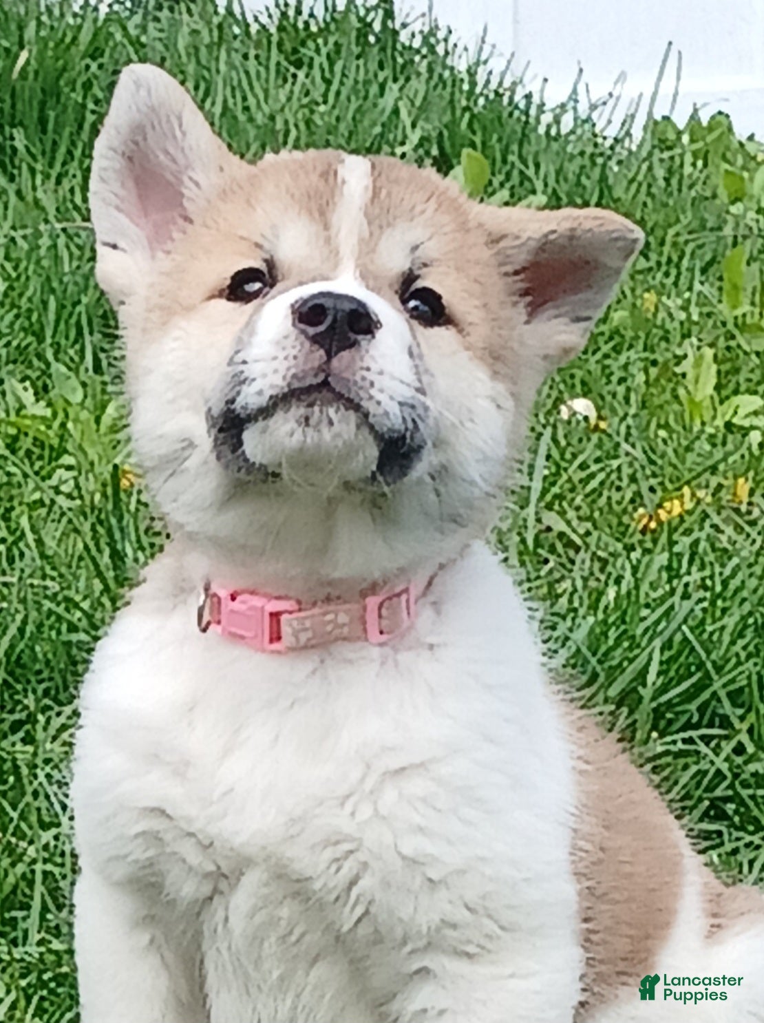 Akita dogs Willow - Ad 1