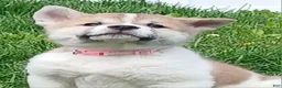 Akita dogs for sale: Willow - Ad 7
