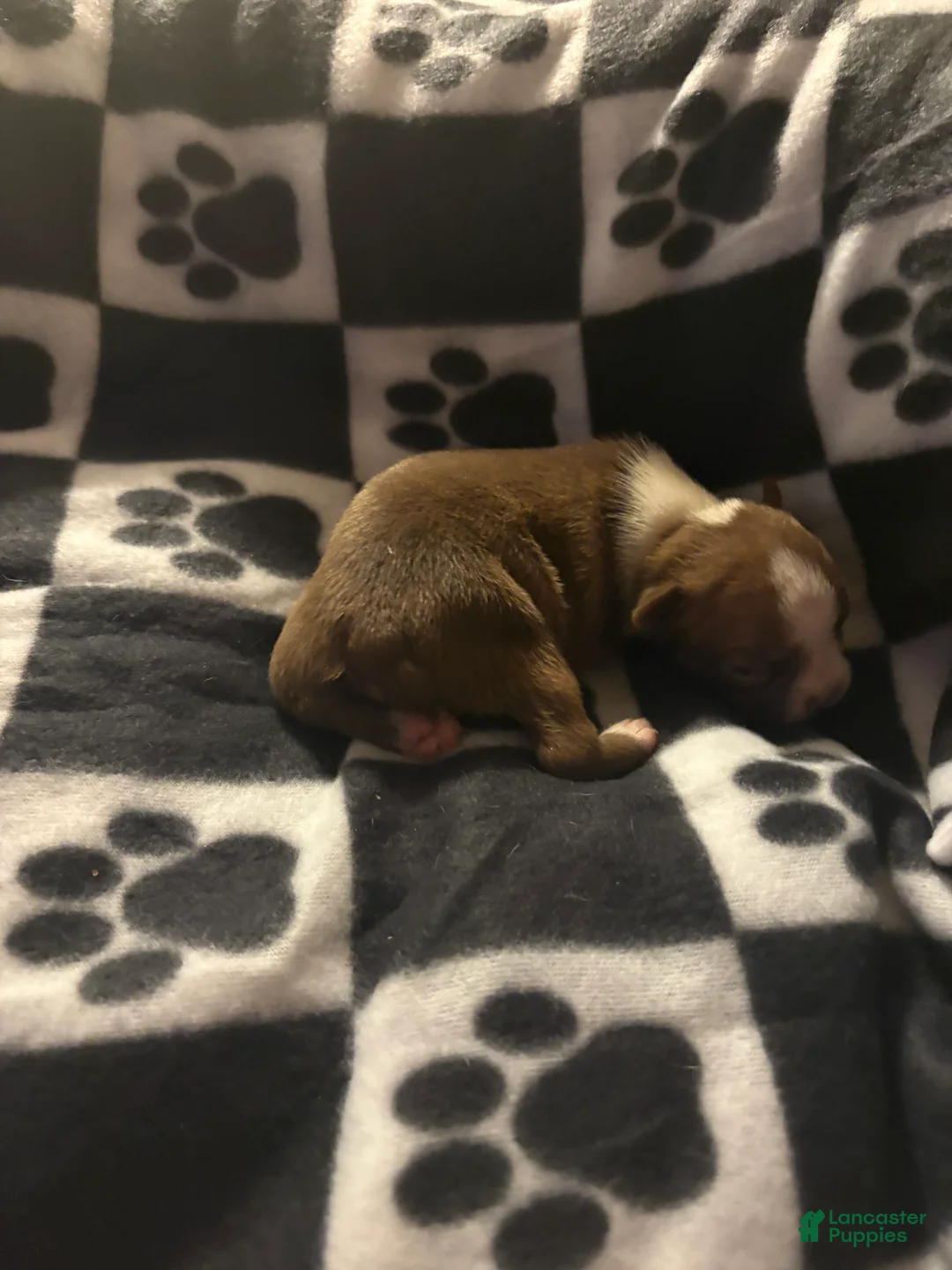 Boston Terrier dogs for sale: Eric - Ad 2