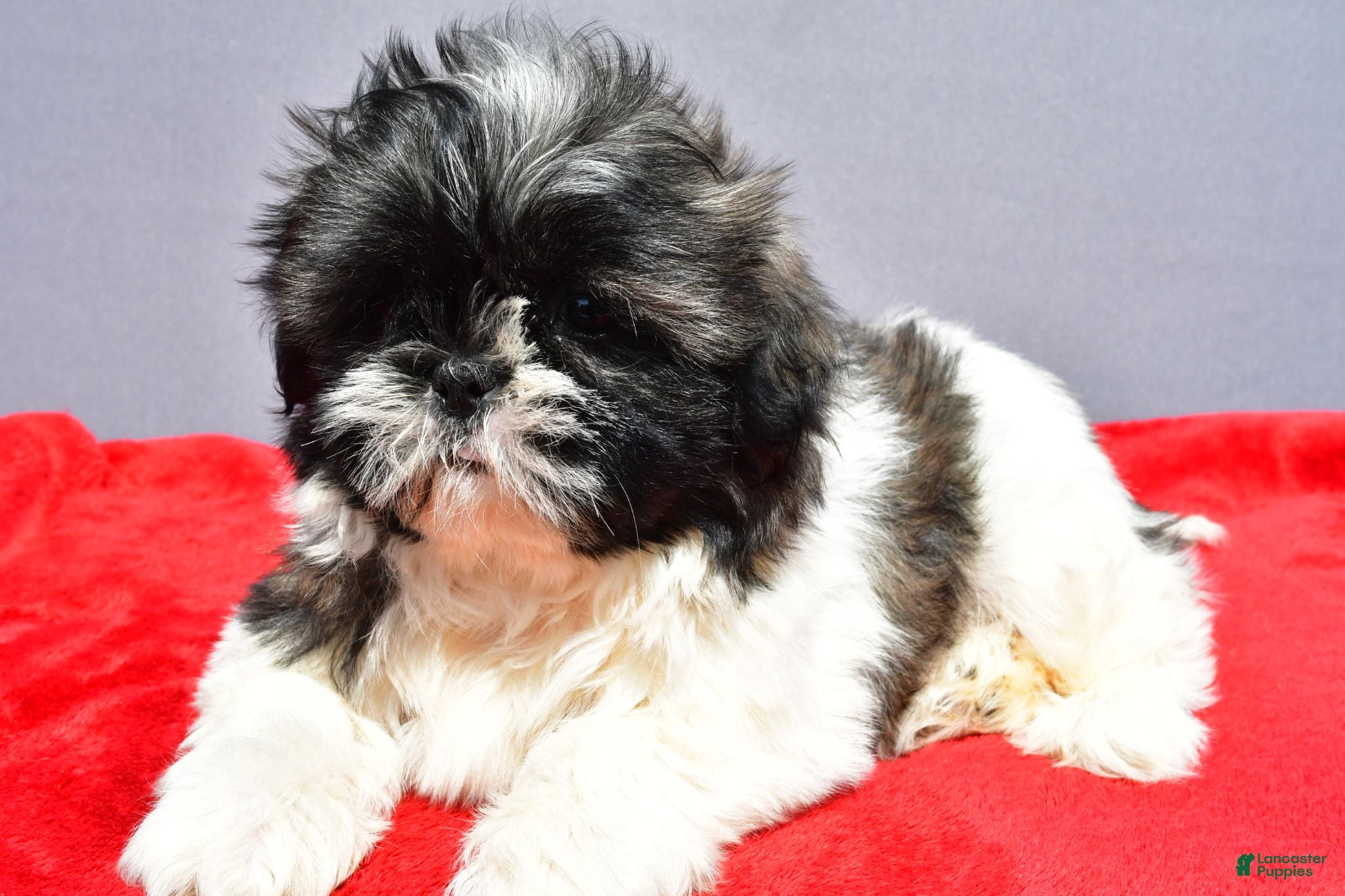 Shih Tzu dogs Mindy - Ad 1