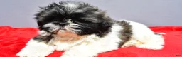 Shih Tzu dogs for sale: Mindy - Ad 1