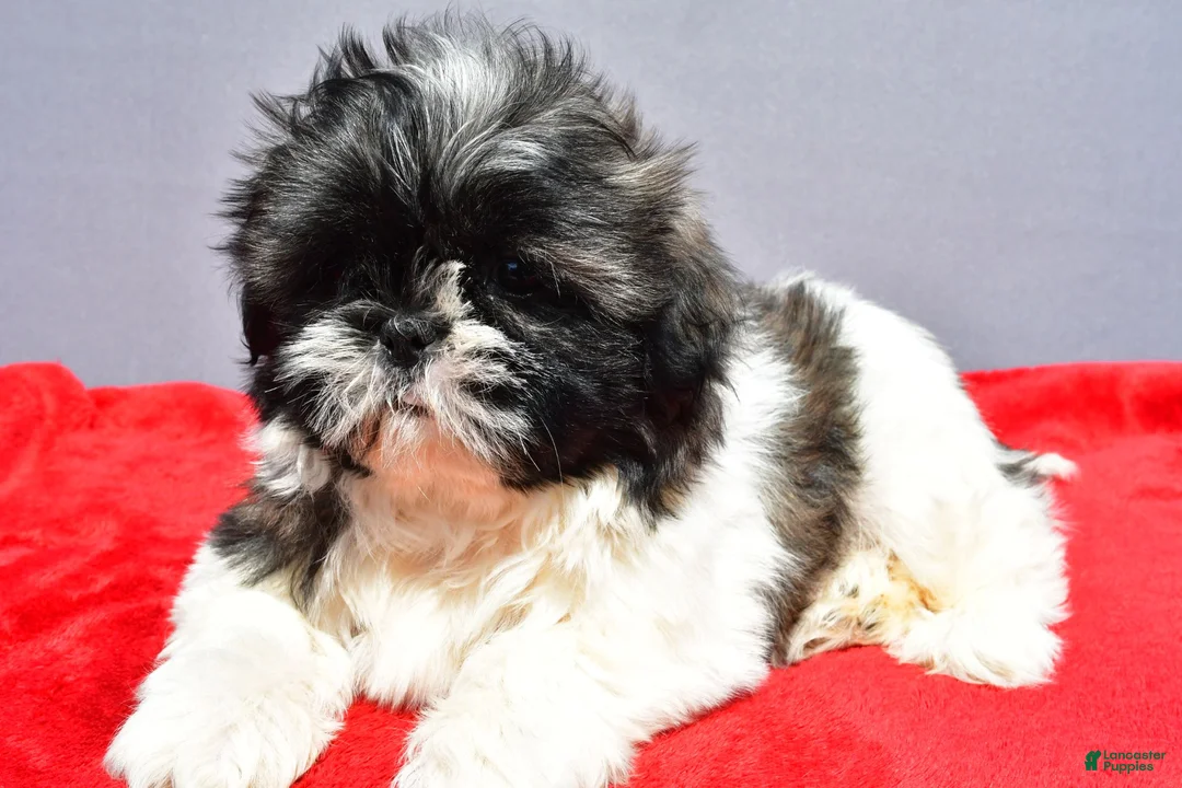 Shih Tzu dogs for sale: Mindy - Ad 1