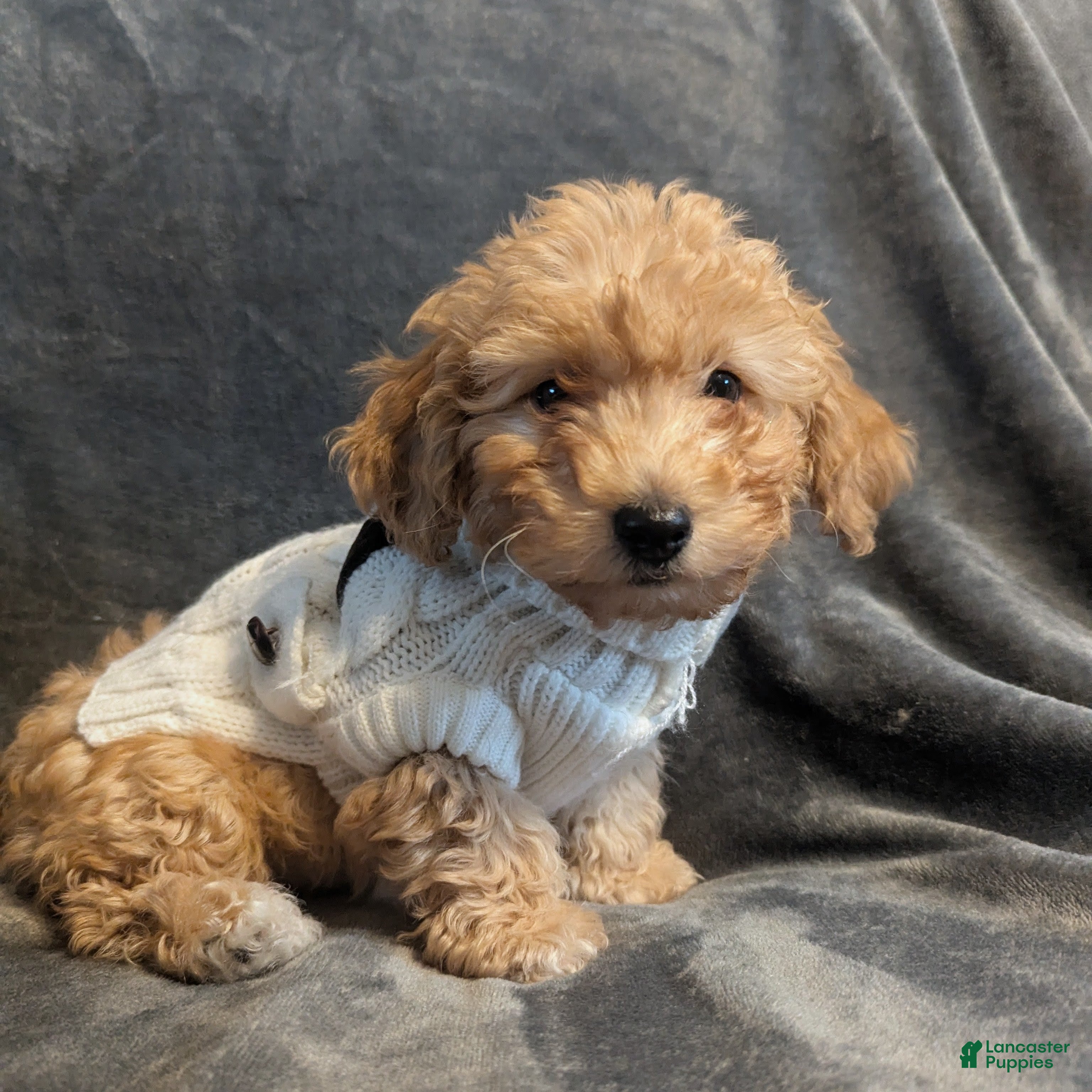 Havapoo dogs Luna  - Ad 15