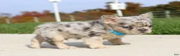 French Bulldog dogs for sale: Bruno - Ad 1