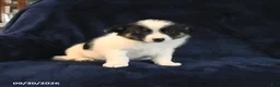 Mixed Breed dogs for sale: Smore  - Ad 3