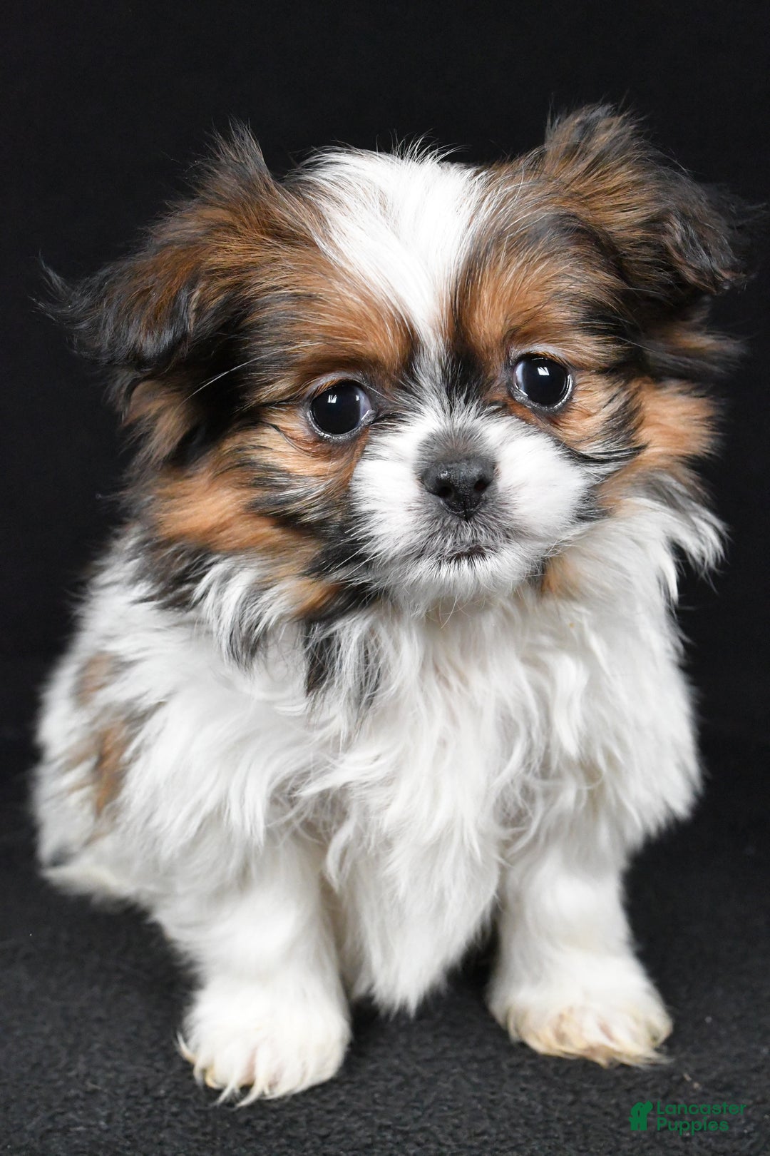 Mixed Breed dogs for sale: Anson - Ad 6