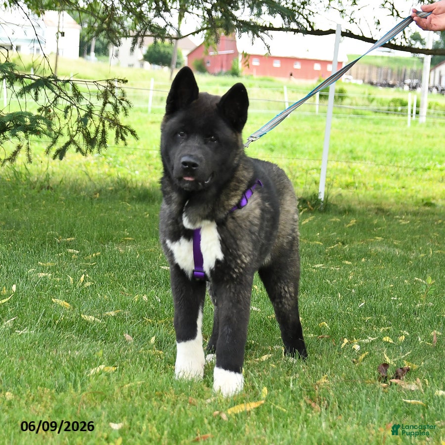 Akita dogs Fletcher - Ad 2