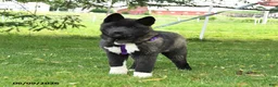 Akita dogs for sale: Fletcher - Ad 2