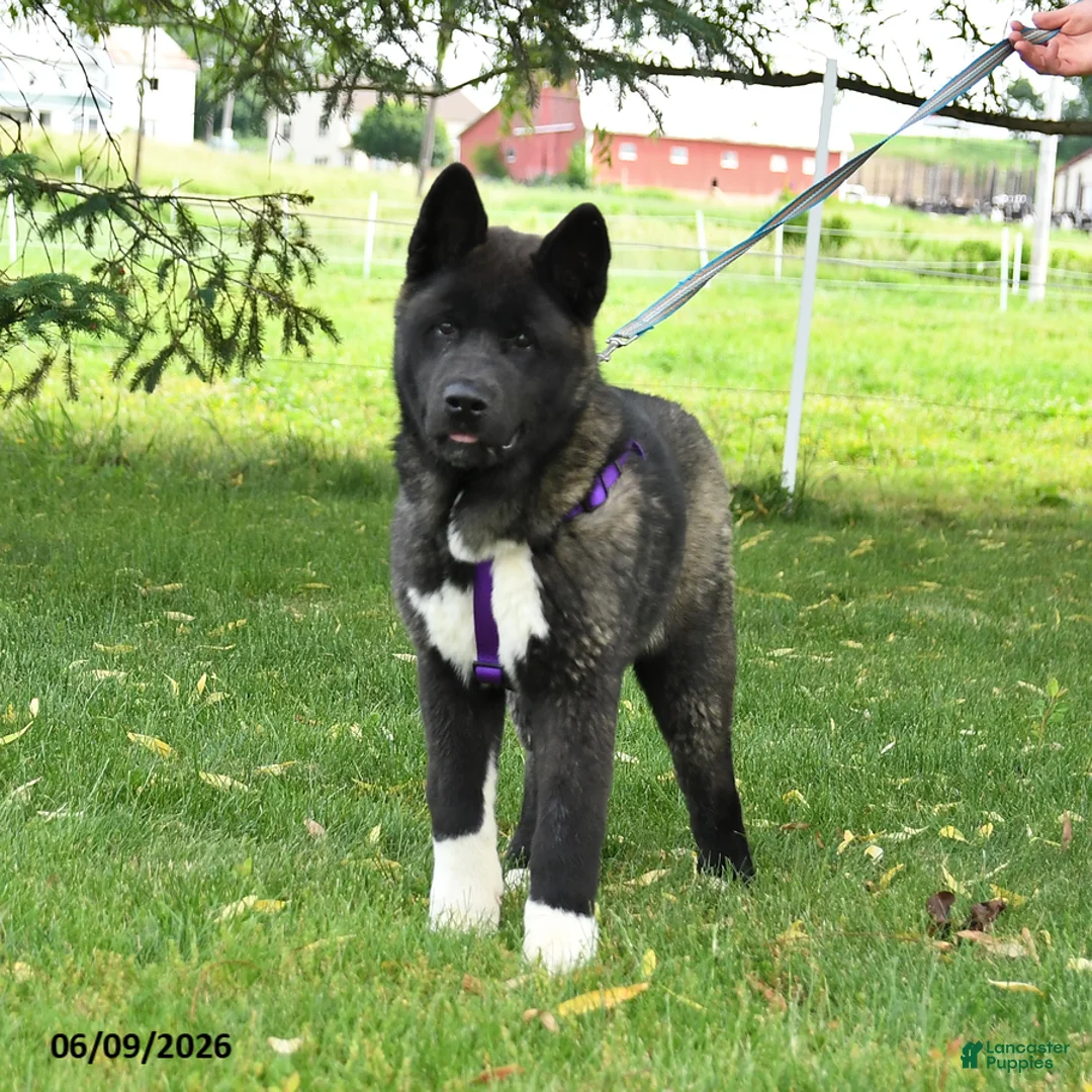 Akita dogs for sale: Fletcher - Ad 2