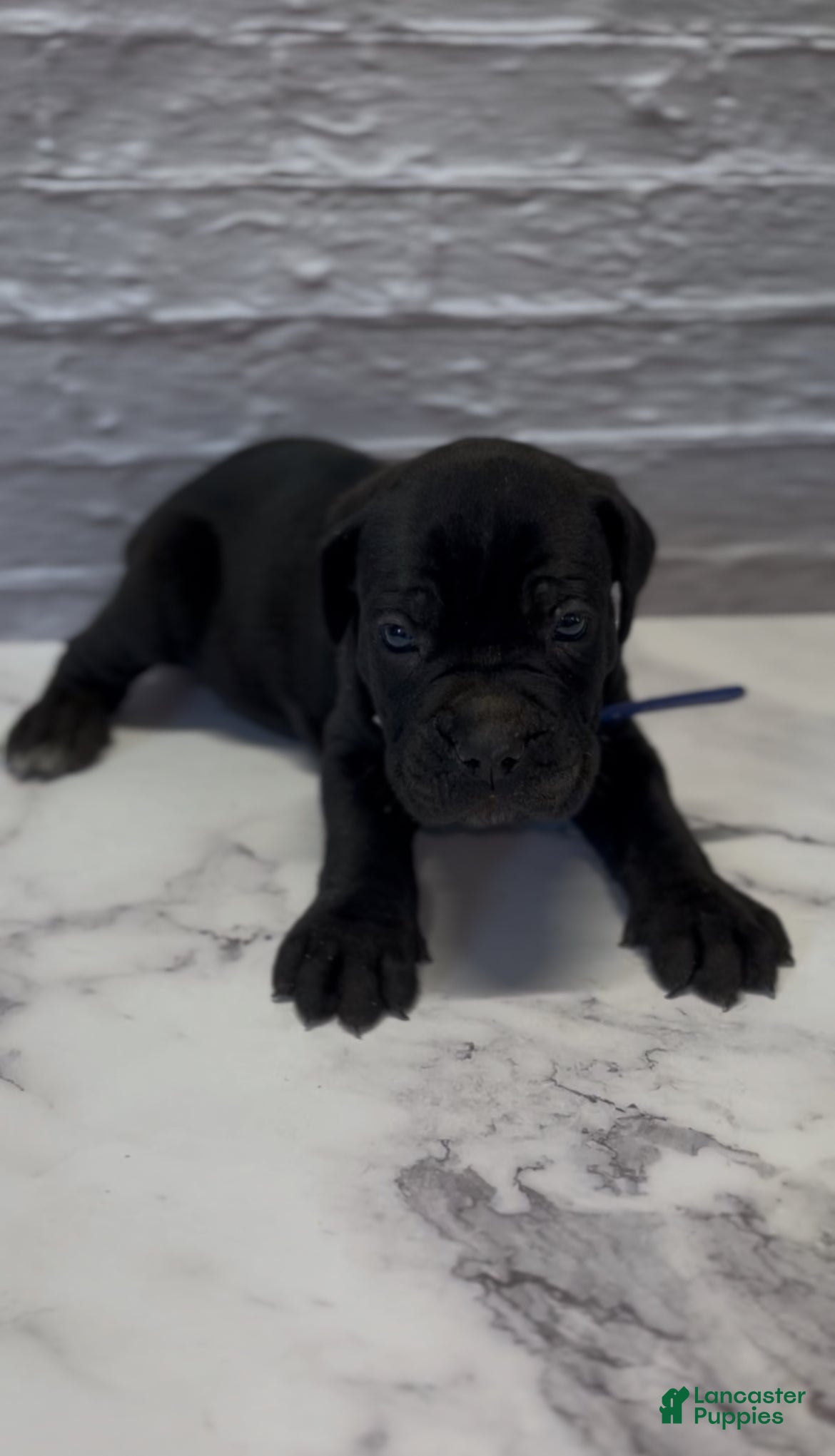 Cane Corso dogs AKC-Chevy  - Ad 26