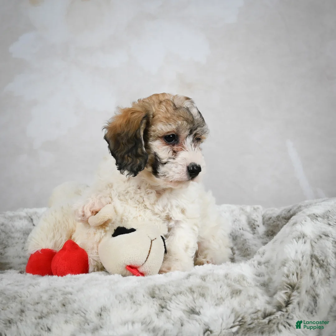 Bichpoo dogs for sale: Bella - Ad 5