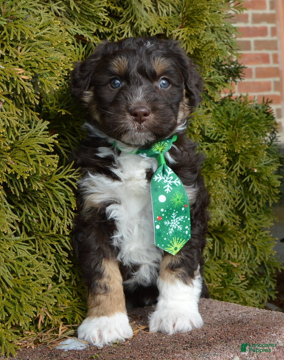 Mini Aussiedoodle dogs for sale: Mini Archie - Ad 10