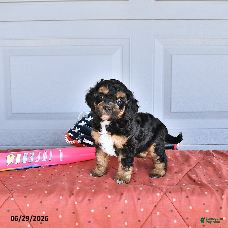 Mixed Breed dogs Vince - Ad 2
