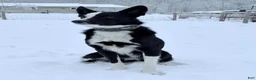 Border Collie dogs for stud: Pure Bred Border Collie  - Ad 1