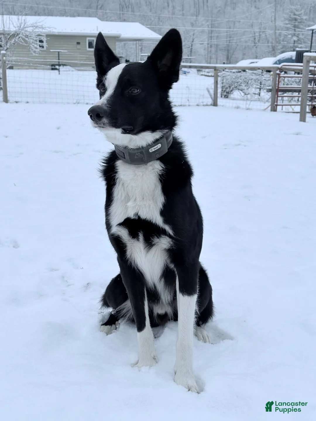 Border Collie dogs for stud: Pure Bred Border Collie  - Ad 1
