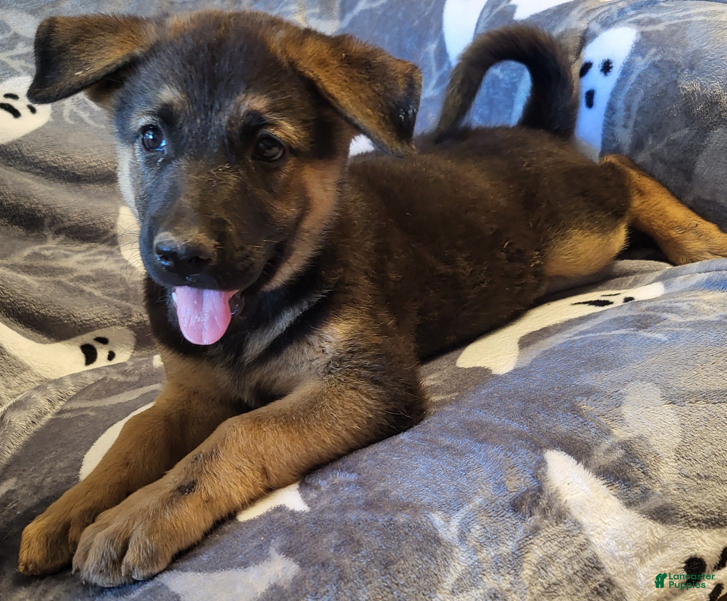 German Shepherd Puppies for sale in Phoenix, Arizona Lancaster
