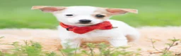 Chihuahua dogs for sale: Chalupa - Ad 4