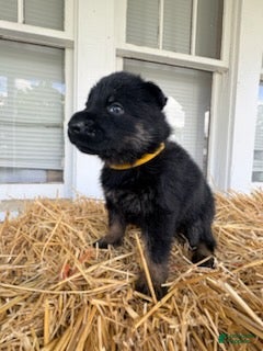 German Shepherd dogs Yellow Collar  - Ad 1
