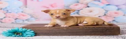 Chihuahua dogs for sale: Charlie - Ad 1