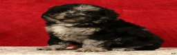 Mini Aussiedoodle dogs for sale: Snickers - Ad 7