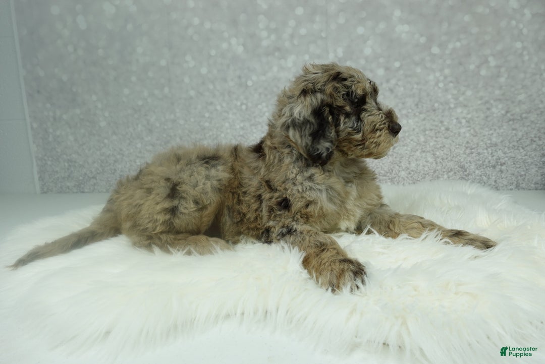 Newfypoo dogs for sale: Pearl - Ad 4