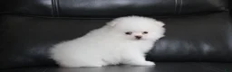 Pomeranian dogs for sale: Reese - Ad 4