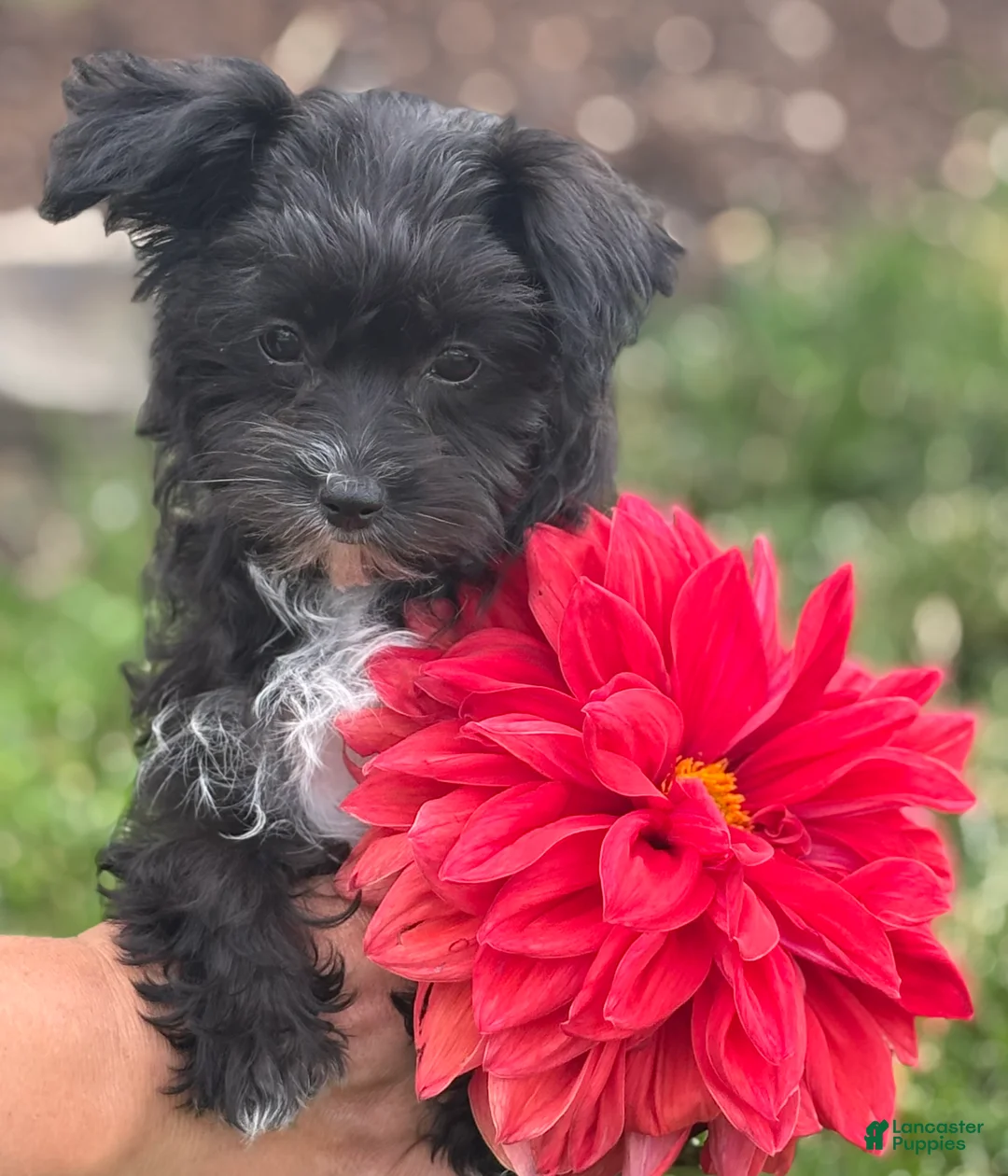 Morkie dogs for sale: Zoey - Ad 1